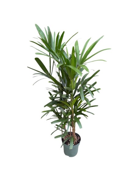 Idrocoltura Rhapis Excelsa: Eleganza e Design Verde