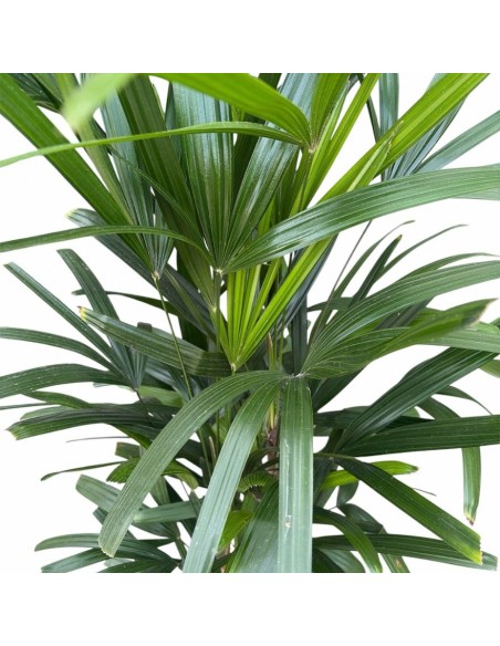 Idrocoltura Rhapis Excelsa: Eleganza e Design Verde