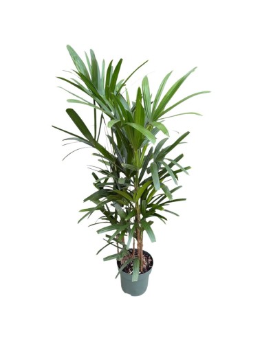 Idrocoltura Rhapis Excelsa: Eleganza e Design Verde
