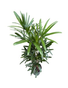 Idrocoltura Rhapis Excelsa: Eleganza e Design Verde 2