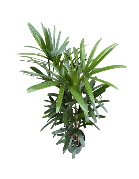 Idrocoltura Rhapis Excelsa: Eleganza e Design Verde