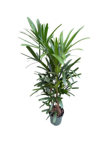 Idrocoltura Rhapis Excelsa: Eleganza e Design Verde