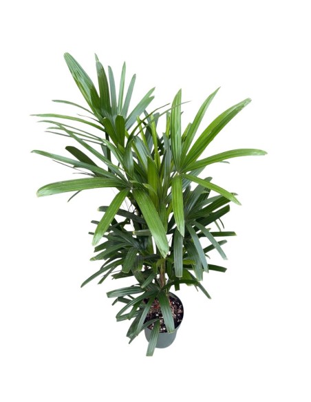 Idrocoltura Rhapis Excelsa: Eleganza e Design Verde