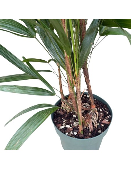 Idrocoltura Rhapis Excelsa: Eleganza e Design Verde