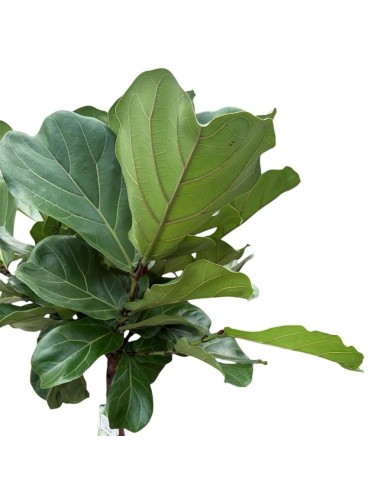 Ficus Lyrata in Idrocoltura: Alberello di Eleganza e design