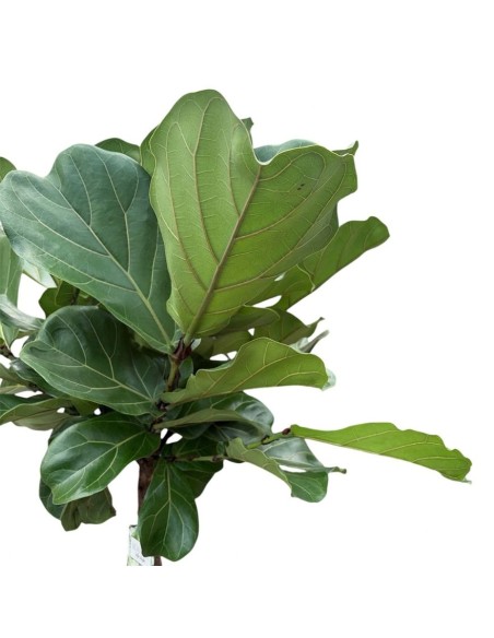 Ficus Lyrata in Idrocoltura: Alberello di Eleganza e design