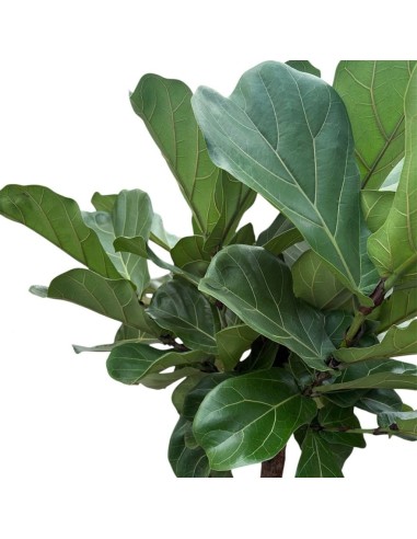 Ficus Lyrata in Idrocoltura: Alberello di Eleganza e design