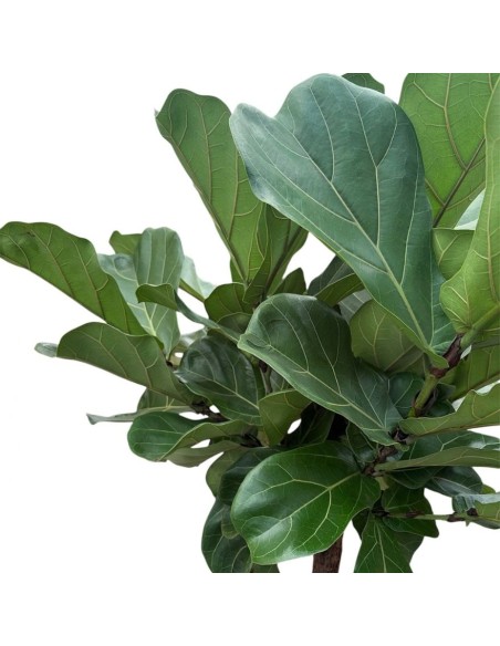 Ficus Lyrata in Idrocoltura: Alberello di Eleganza e design
