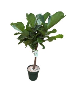 Ficus Lyrata in Idrocoltura: Alberello di Eleganza e design
