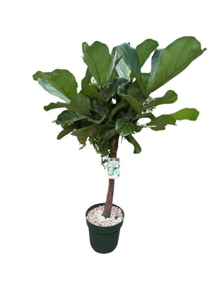 Ficus Lyrata in Idrocoltura: Alberello di Eleganza e design