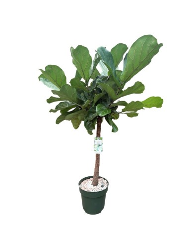 Ficus Lyrata in Idrocoltura: Alberello di Eleganza e design