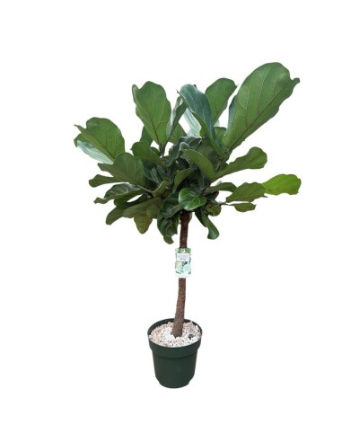 Ficus Lyrata in Idrocoltura: Alberello di Eleganza e design
