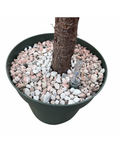 Ficus Lyrata in Idrocoltura: Alberello di Eleganza e design