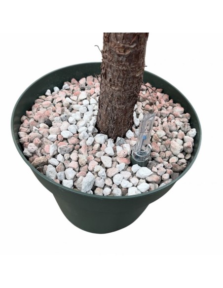 Ficus Lyrata in Idrocoltura: Alberello di Eleganza e design