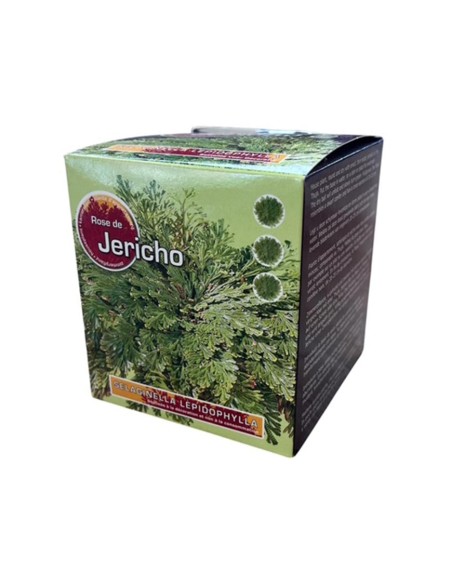 Rosa di Jericho: Cura, Caratteristiche e Risveglio