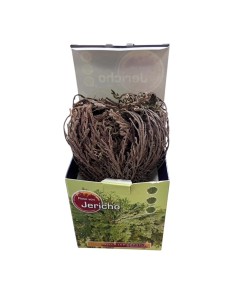 Rosa di Jericho: Cura, Caratteristiche e Risveglio 2