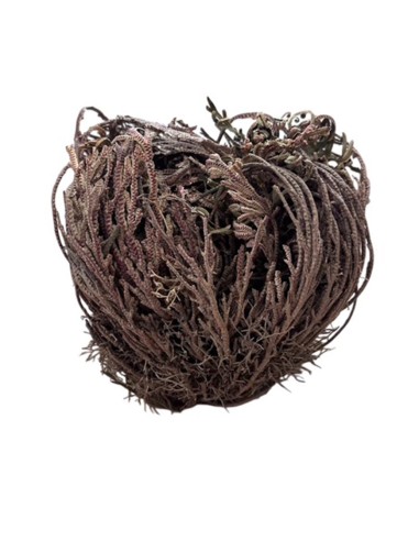 Rosa di Jericho: Cura, Caratteristiche e Risveglio