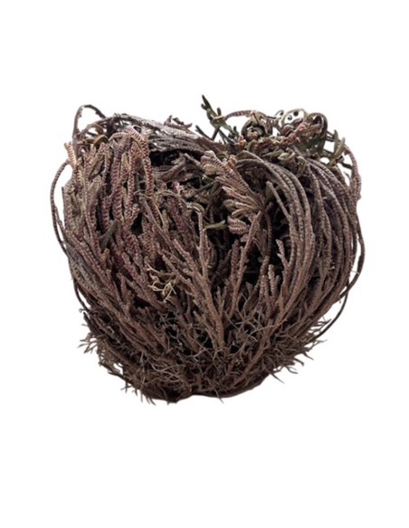 Rosa di Jericho: Cura, Caratteristiche e Risveglio