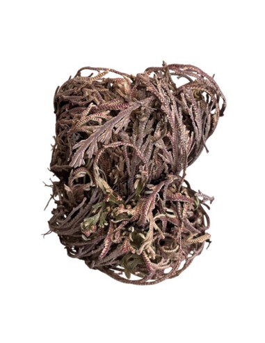 Rosa di Jericho: Cura, Caratteristiche e Risveglio