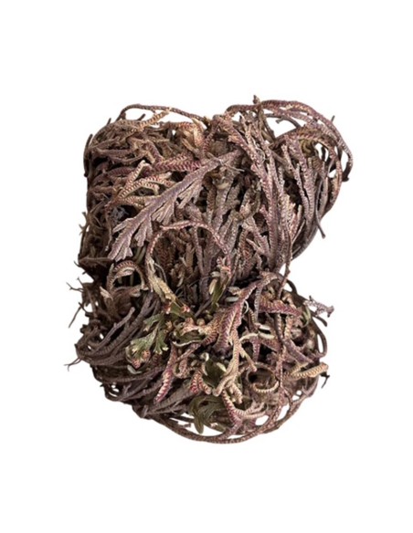 Rosa di Jericho: Cura, Caratteristiche e Risveglio