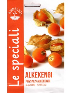 SEMI ALKEKENGI