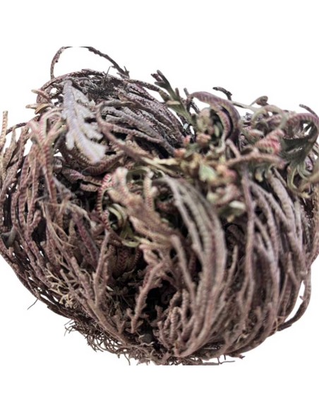 Rosa di Jericho: Cura, Caratteristiche e Risveglio