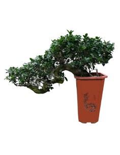 Ficus Ginseng Cascade: Stile Unico e Scenografico