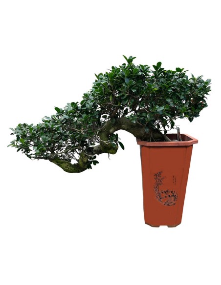 Ficus Ginseng Cascade: Stile Unico e Scenografico