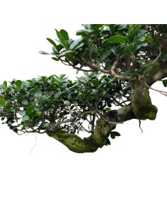 Ficus Ginseng Cascade: Stile Unico e Scenografico 2