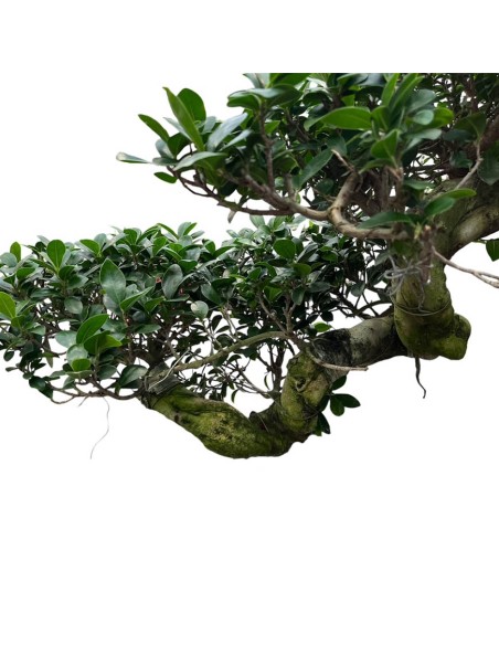 Ficus Ginseng Cascade: Stile Unico e Scenografico