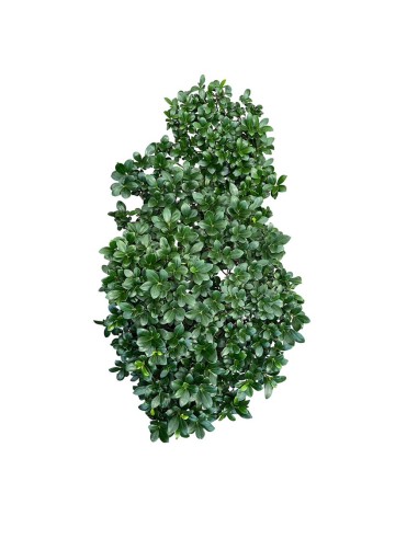Ficus Ginseng Cascade: Stile Unico e Scenografico
