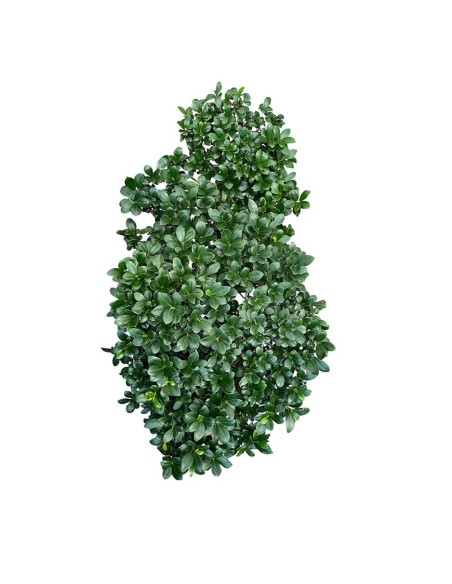 Ficus Ginseng Cascade: Stile Unico e Scenografico