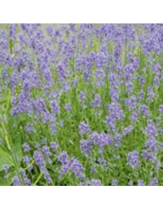 LAVANDA "HIDECOTE" diametro vaso 14 cm