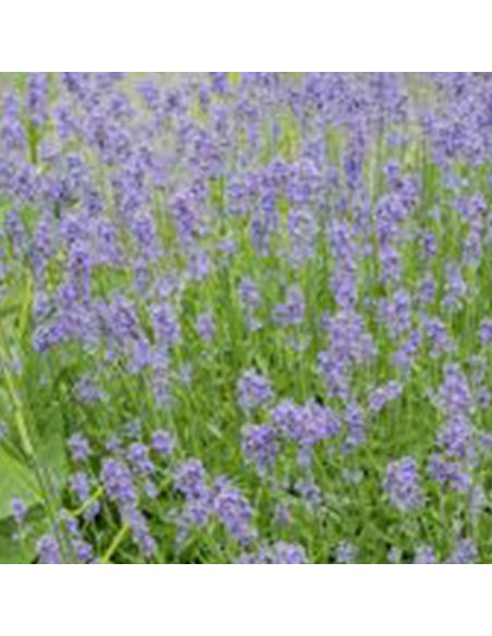 LAVANDA "HIDECOTE" diametro vaso 14 cm