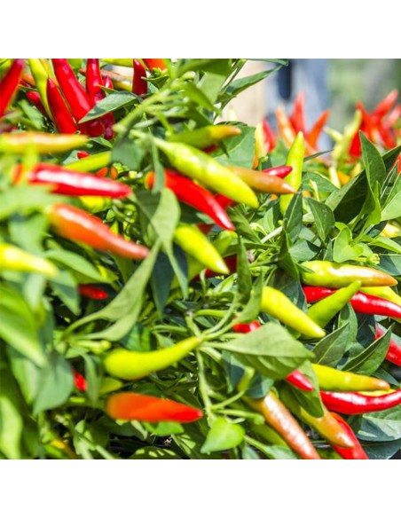 PEPERONCINO CAYENNA diametro vaso 14 cm