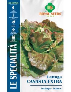 SEMI LATTUGA CANASTA