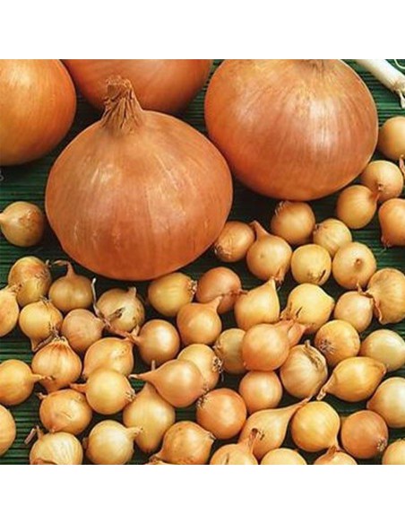 BULBI DI CIPOLLA STOCCARDA 16/21 Bulbi selezionati Gr. 500