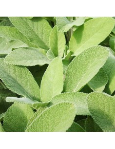 PIANTA AROMATICA SALVIA diametro vaso 25 cm