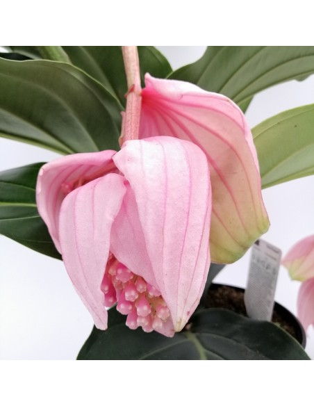 MEDINILLA J'ADORE DOLCE VITA dimensione vaso 17 cm