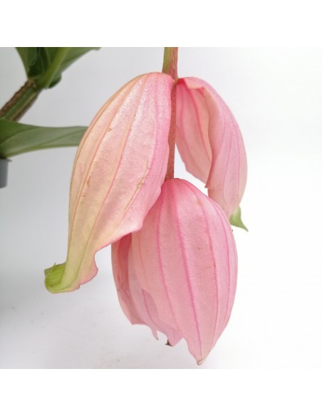 MEDINILLA J'ADORE DOLCE VITA dimensione vaso 17 cm