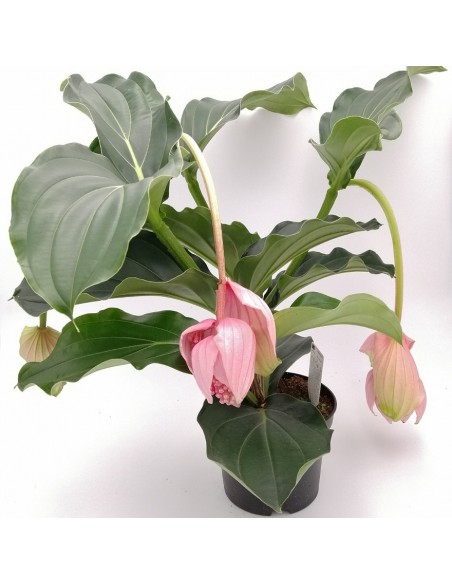 MEDINILLA J'ADORE DOLCE VITA dimensione vaso 17 cm