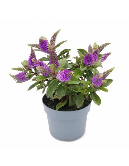 HEBE (veronica) HEBEDONNA "VINOA PURPLE" dimensione vaso 12 cm