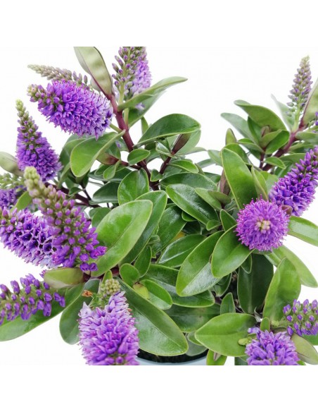 HEBE (veronica) HEBEDONNA "VINOA PURPLE" dimensione vaso 12 cm