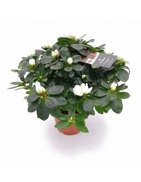 Azalea RHODODENDRON WHITE dimensione vaso 14 cm