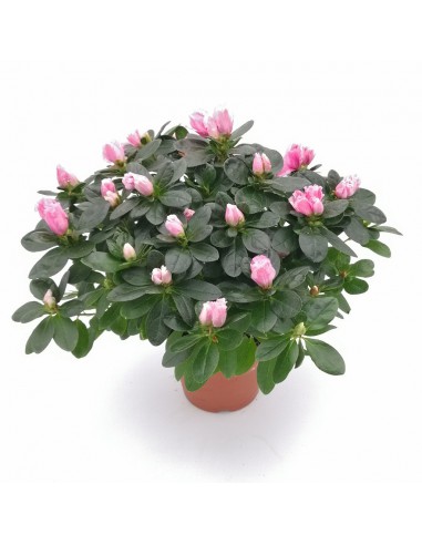 Azalea RHODODENDRON PINK dimensione vaso 14 cm