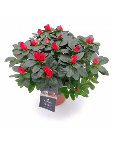 Azalea RHODODENDRON RED dimensione vaso 14 cm.