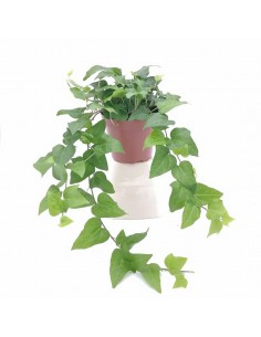 EDERA HERZ VERDE diametro vaso 13 cm