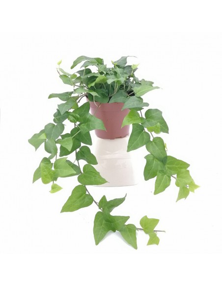 EDERA HERZ VERDE diametro vaso 13 cm
