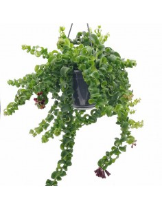 AESCHYNANTHUS RASTA dimensione vaso 15 cm 2