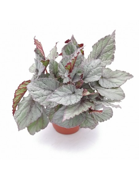 BEGONIA REX MAGIC COLOURS BOLERO diam vaso 12 cm